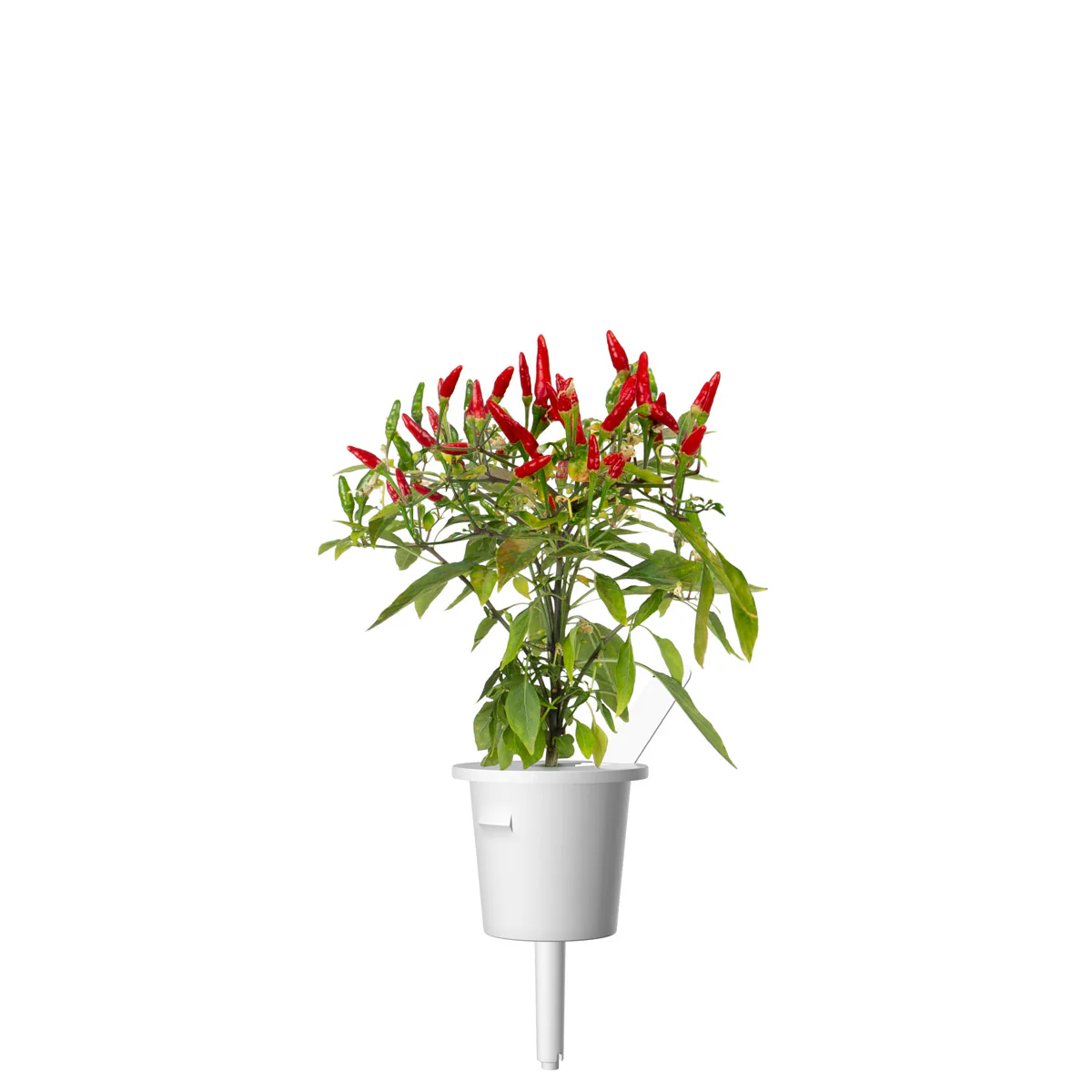 Piri Piri Chili Pepper Plant Pods 3-pack - Image 5