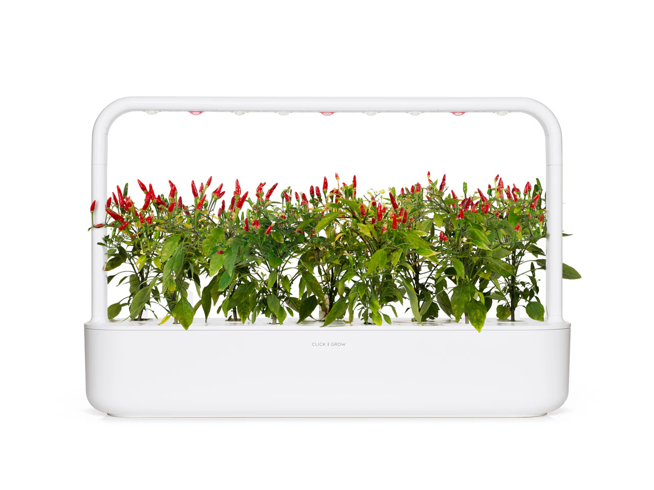 Piri Piri Chili Pepper Plant Pods 3-pack - Image 6