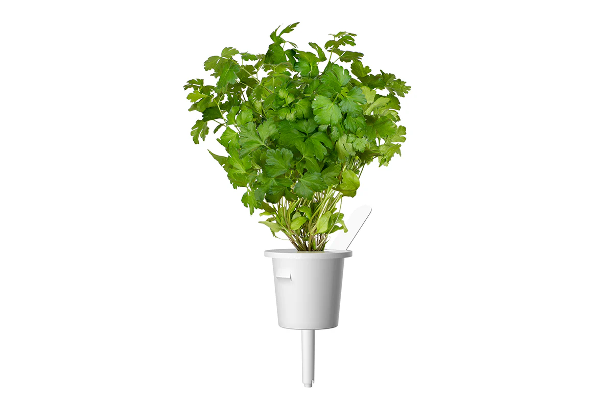 Plain Parsley Plant Pods 3-pack - Image 3