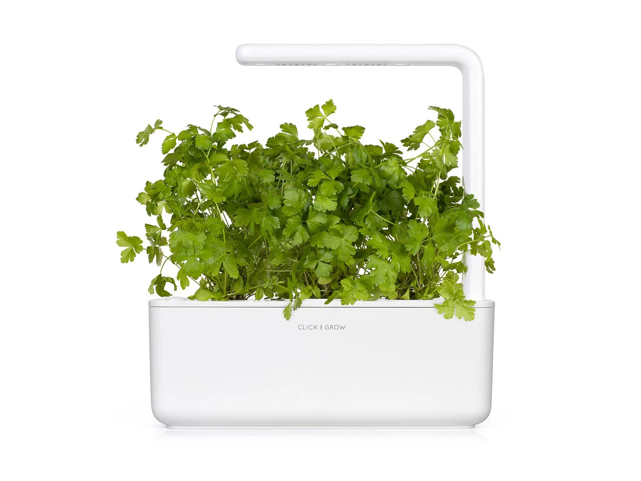 Plain Parsley Plant Pods 3-pack - Image 4