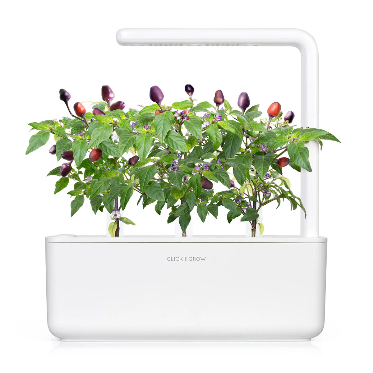 Purple Chili Pepper Plant Pods 3-pack - Image 4