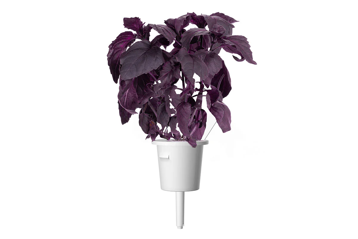 Red Basil Plant Pods 3-pack - Image 3