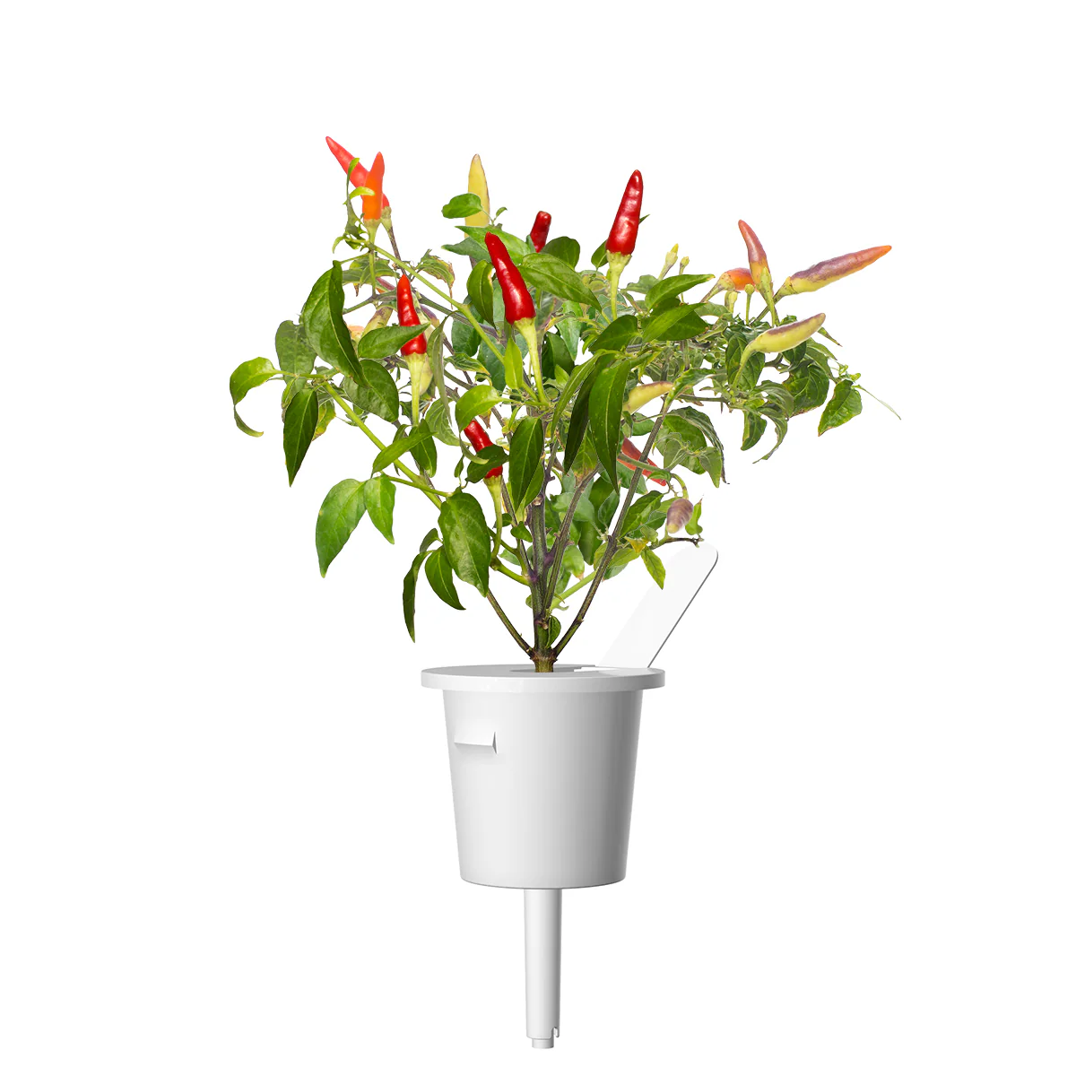 Red Hot Chili Pepper Plant Pods 3-pack - Image 3