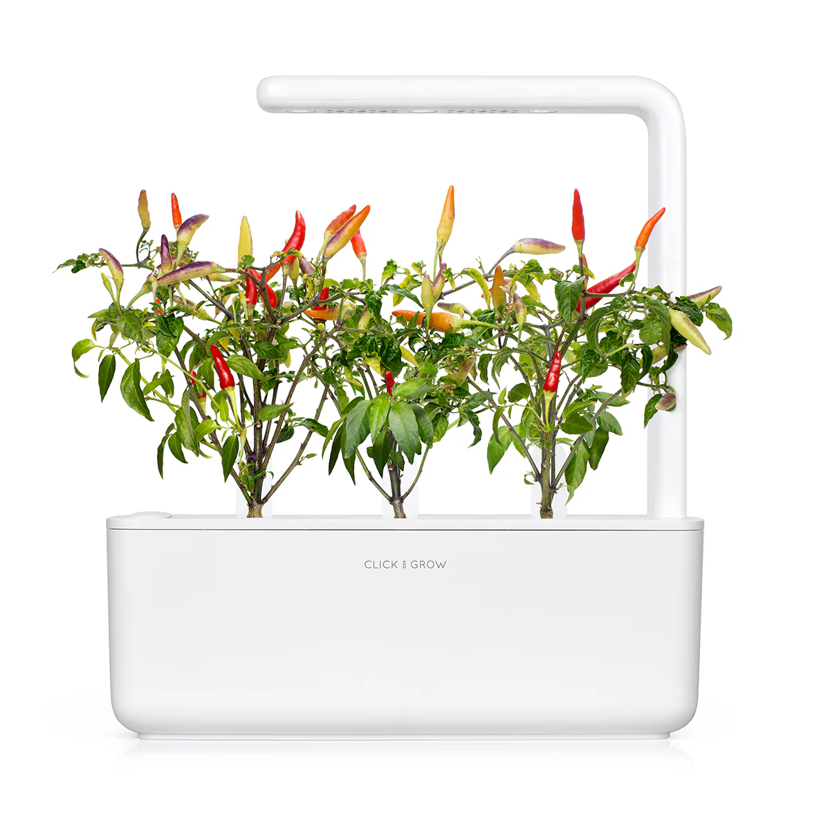 Red Hot Chili Pepper Plant Pods 3-pack - Image 4