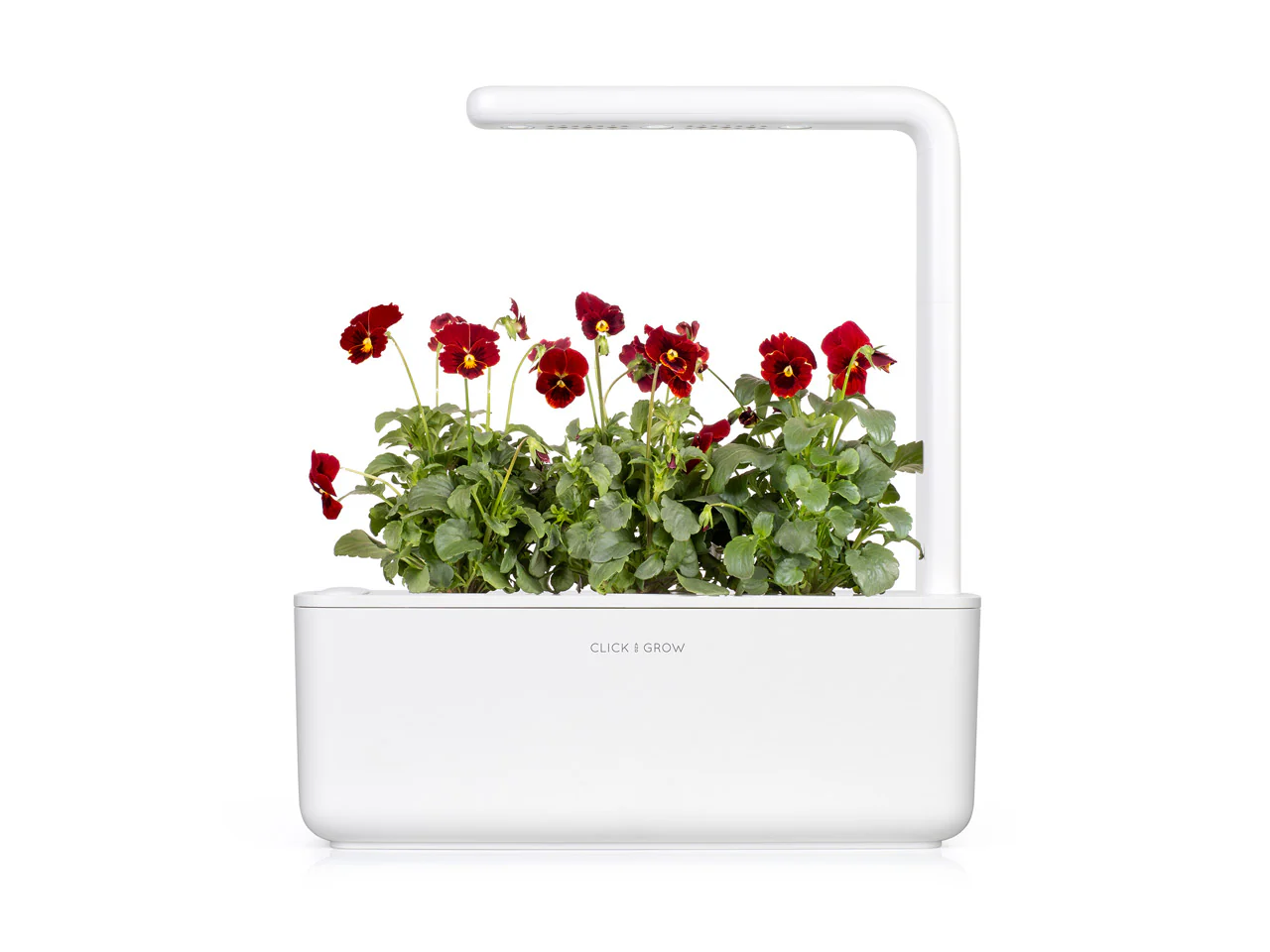 Red Pansy Plant Pods 3-pack - Image 4