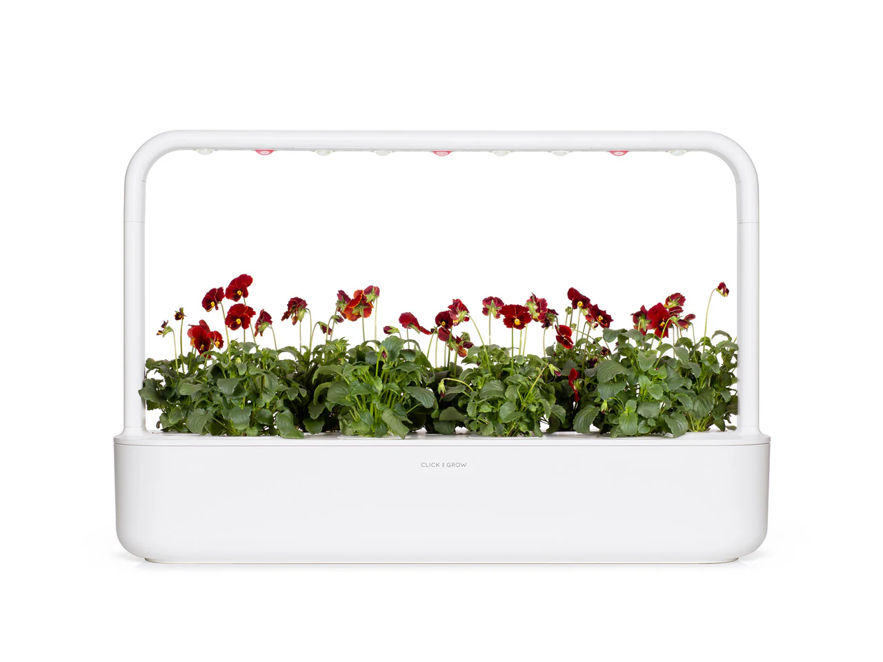 Red Pansy Plant Pods 3-pack - Image 5