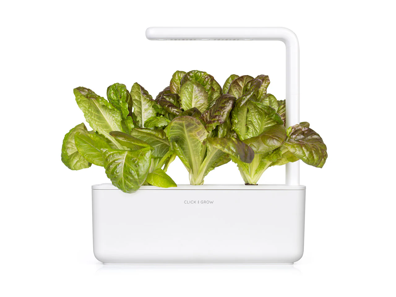 Red Romaine Lettuce Plant Pods 3-pack - Image 3