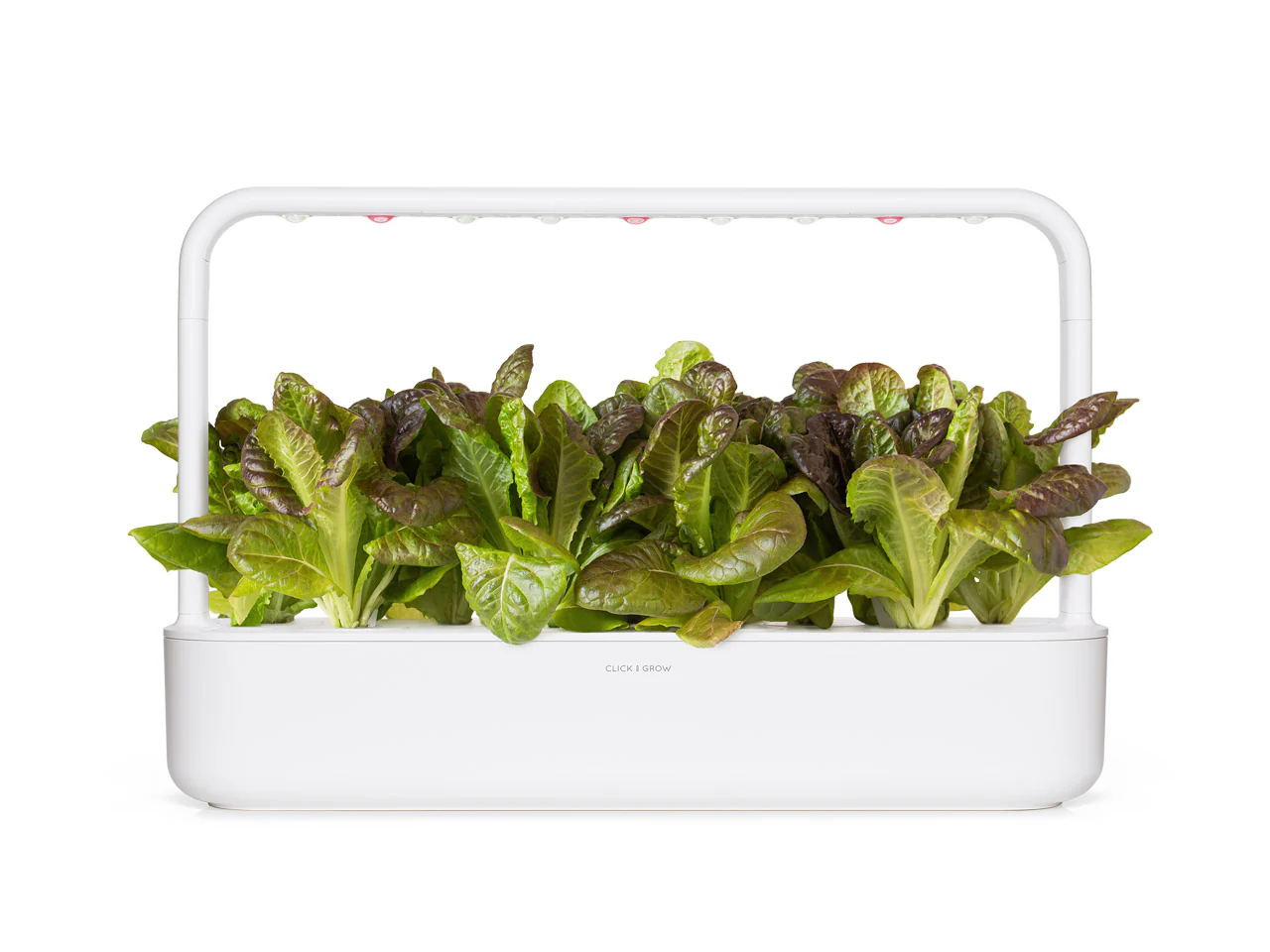 Red Romaine Lettuce Plant Pods 3-pack - Image 4