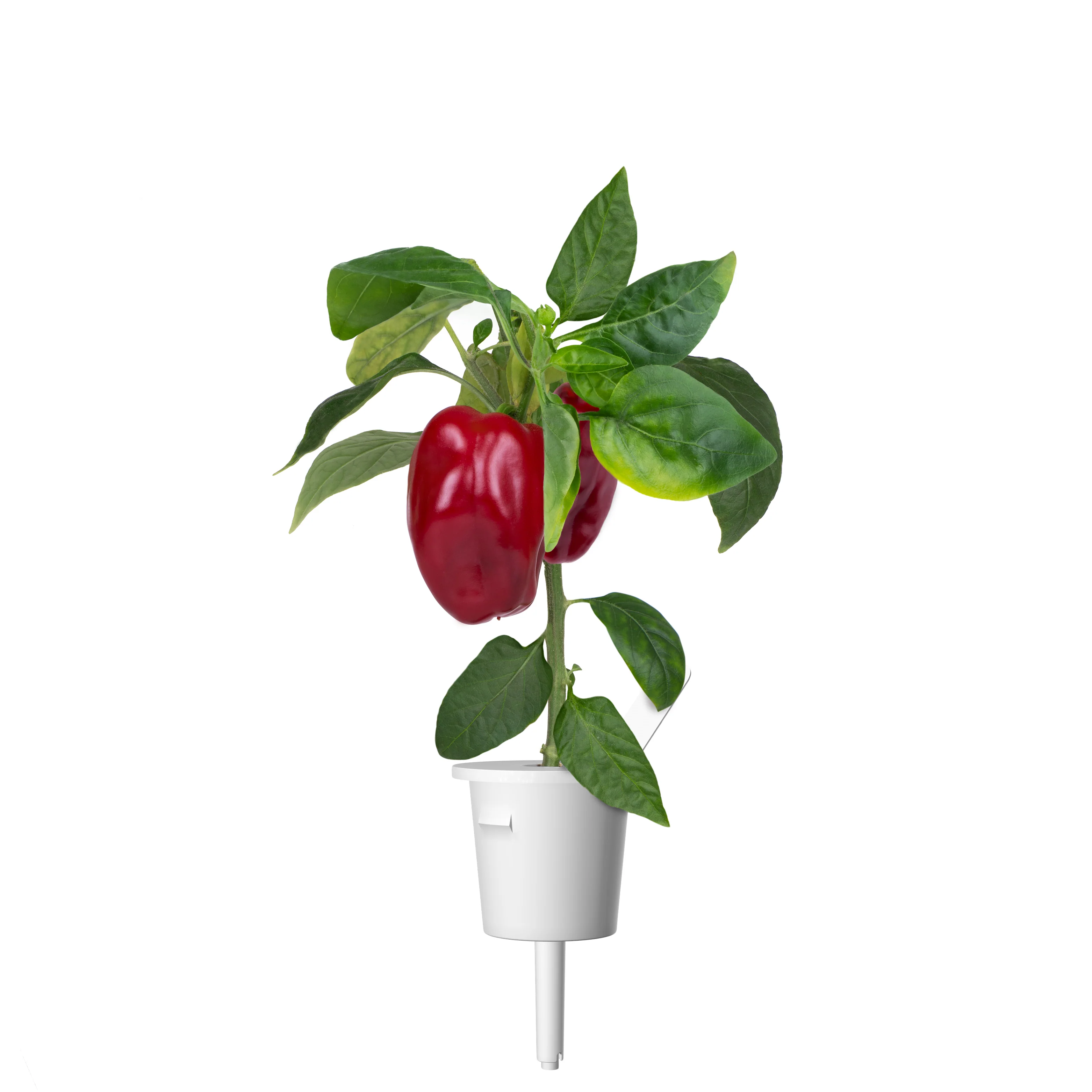 Red Sweet Pepper Plant Pods 3-pack - Image 3