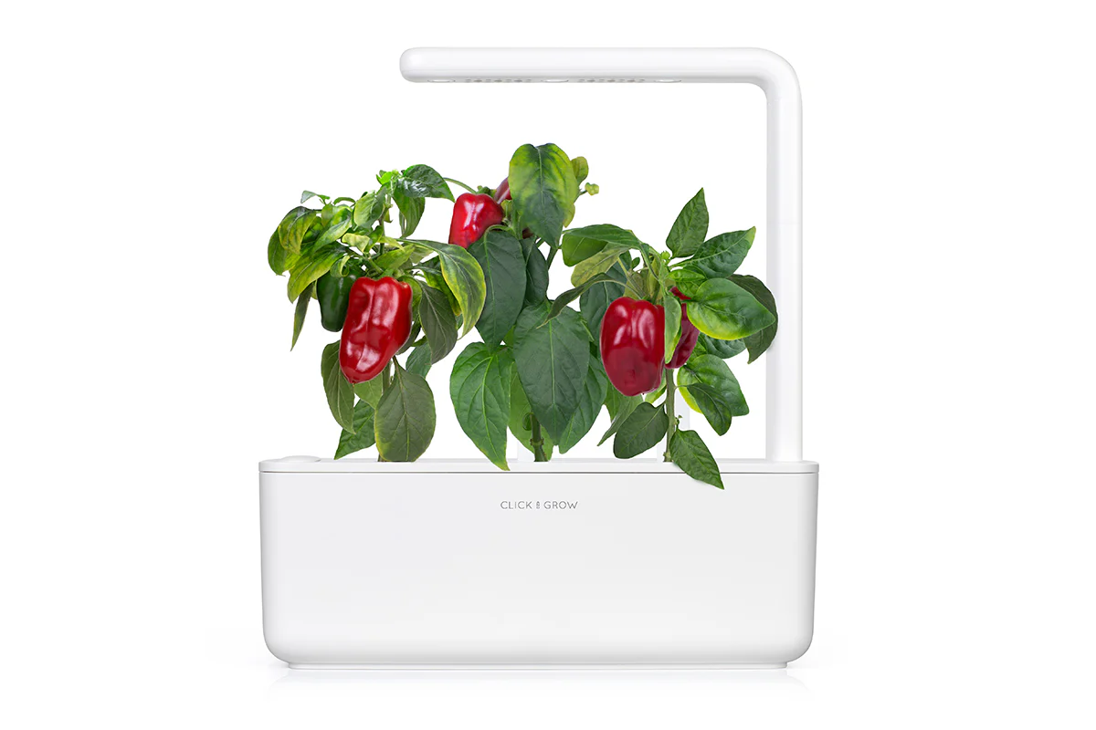Red Sweet Pepper Plant Pods 3-pack - Image 4