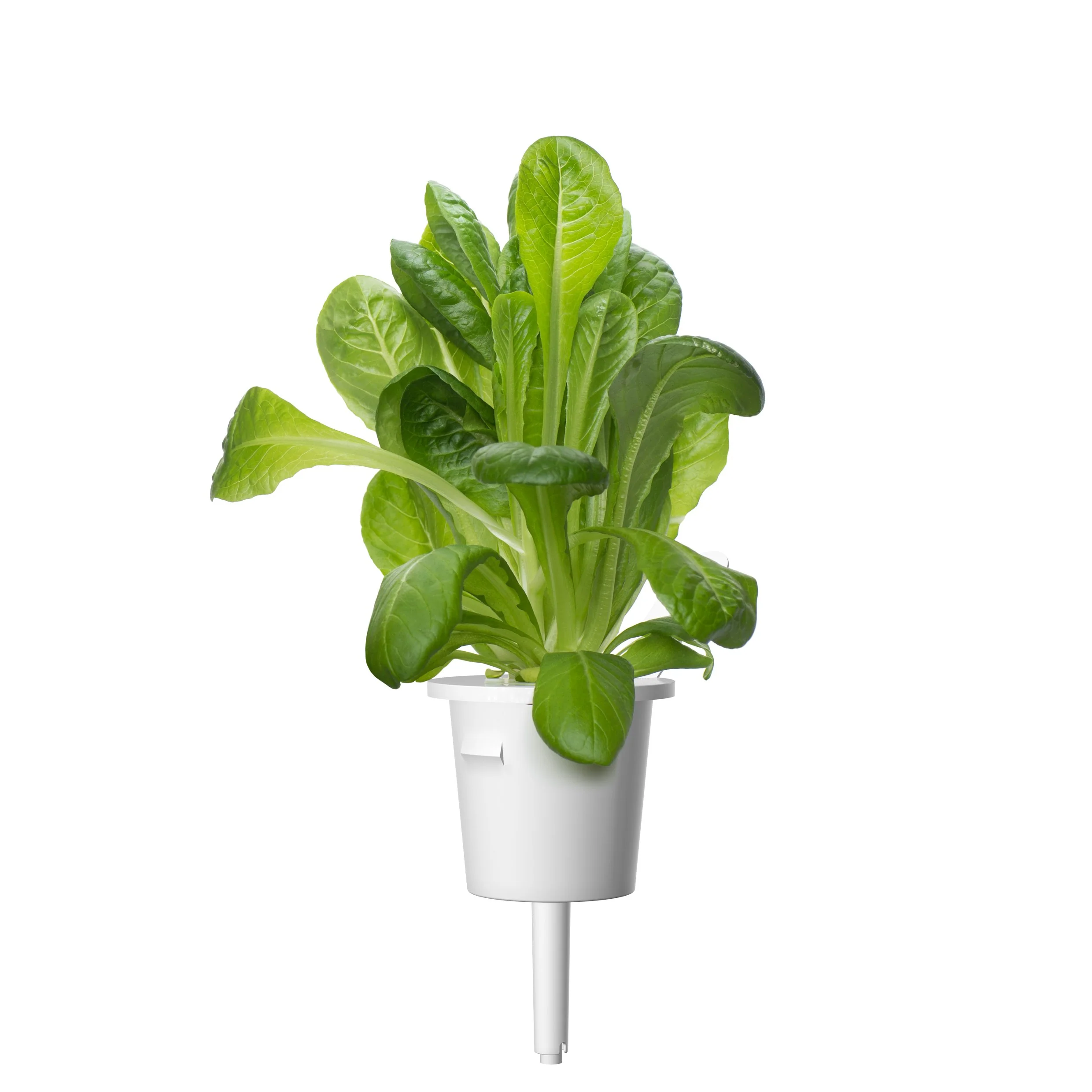 Romaine Lettuce Plant Pods 3-pack - Image 3