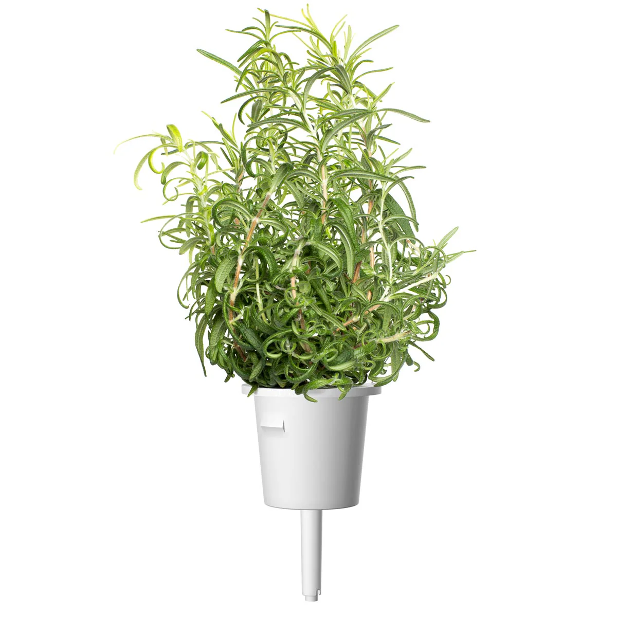 Rosemary Plant Pods 3-pack - Image 3