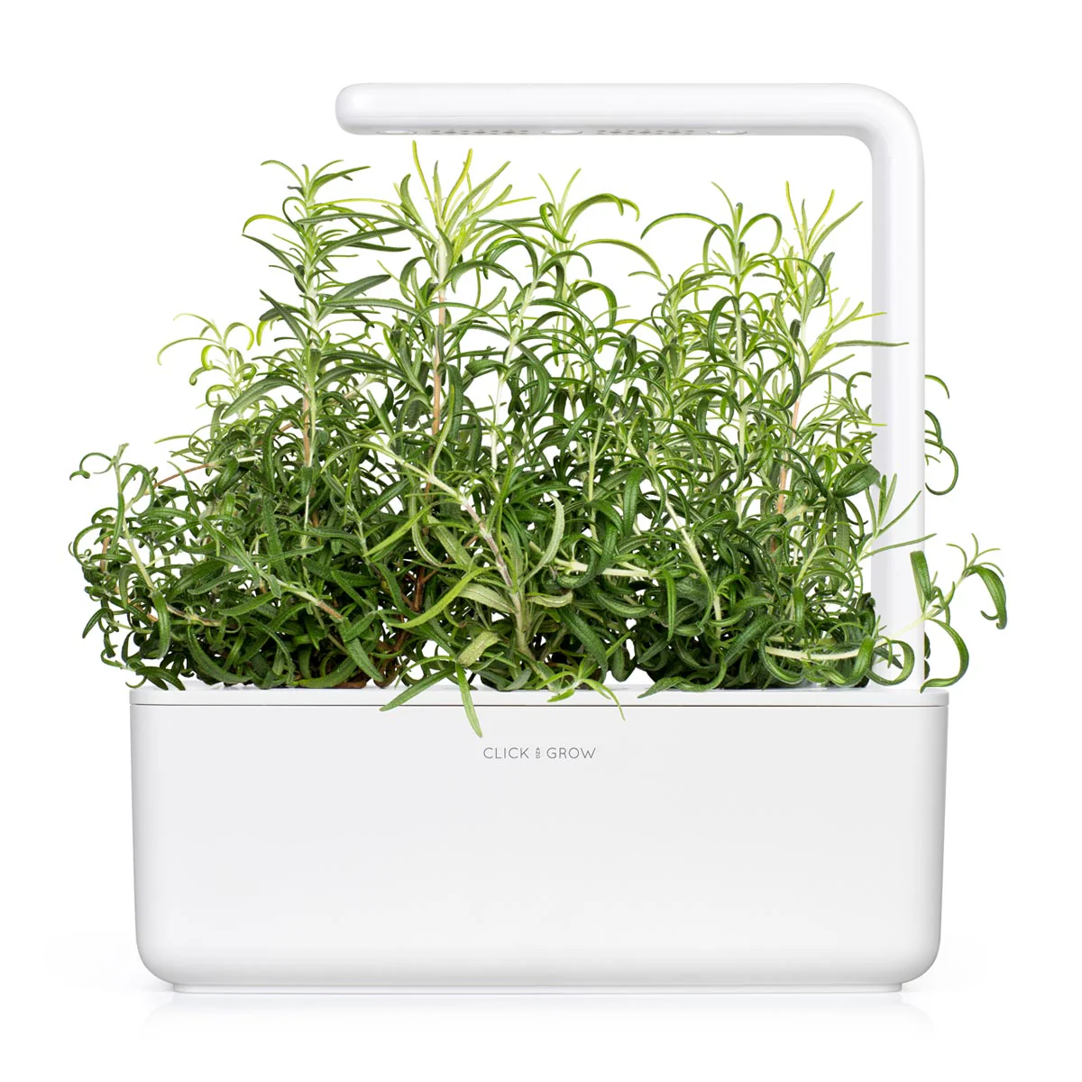 Rosemary Plant Pods 3-pack - Image 4