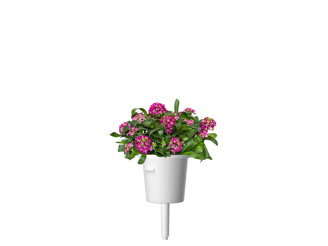 Sweet Alyssum Plant Pods 3-pack - Image 3