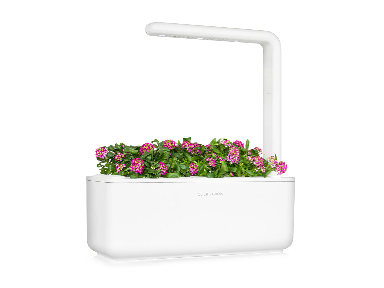 Sweet Alyssum Plant Pods 3-pack - Image 4
