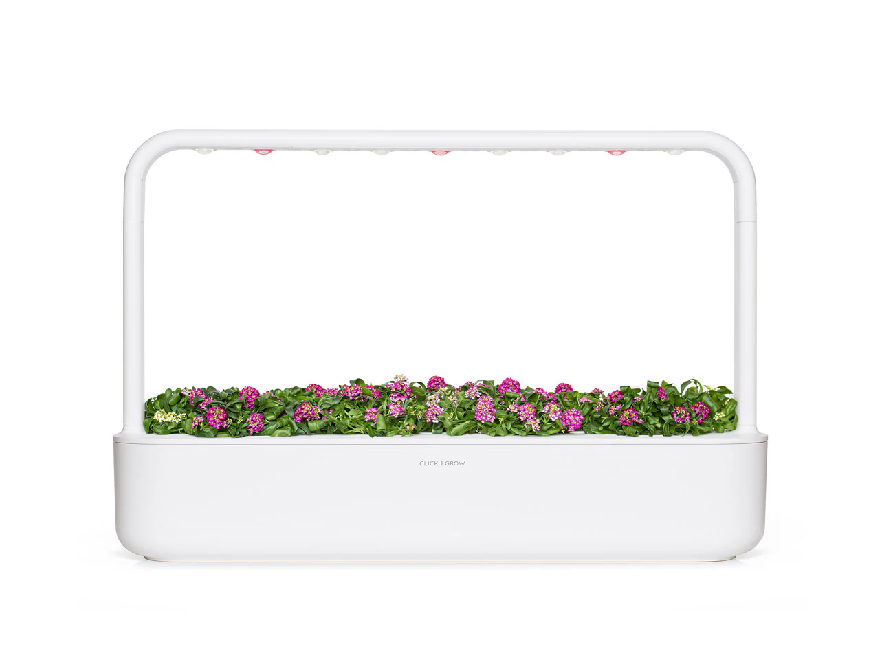 Sweet Alyssum Plant Pods 3-pack - Image 5