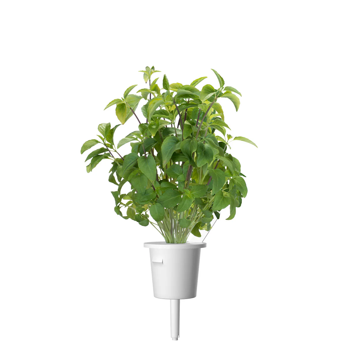 Thai Basil Plant Pods 3-pack - Image 3