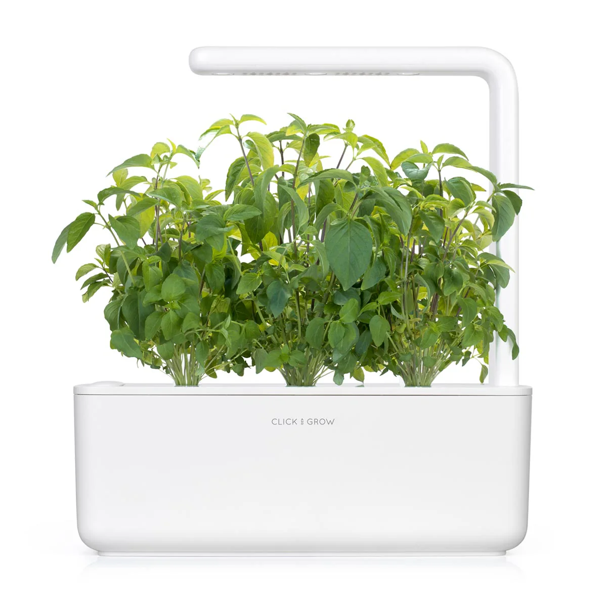 Thai Basil Plant Pods 3-pack - Image 4