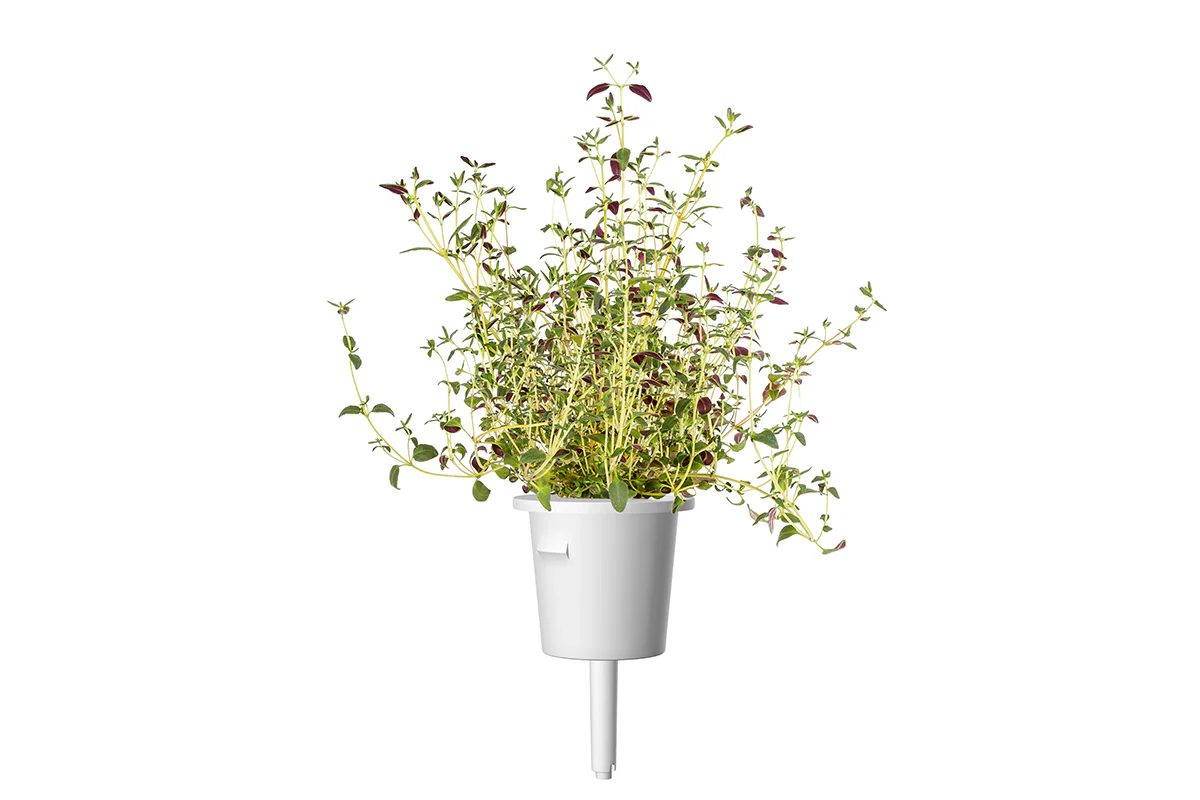 Thyme Plant Pods 3-pack - Image 3