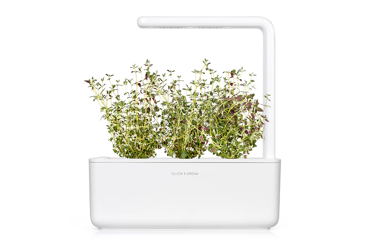 Thyme Plant Pods 3-pack - Image 4