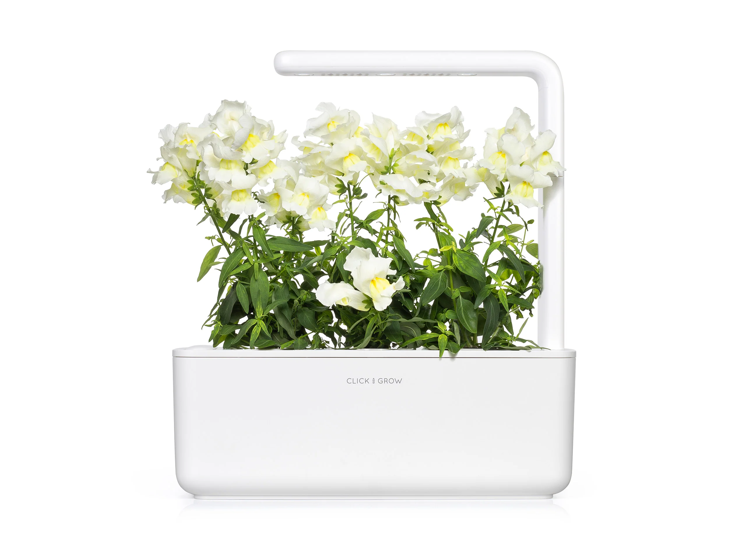 White Snapdragon Plant Pods 3-pack - Image 3