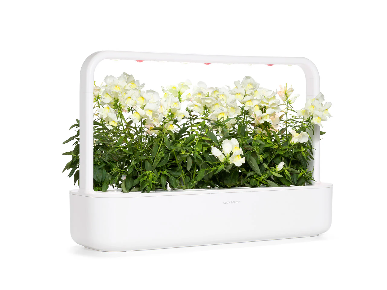 White Snapdragon Plant Pods 3-pack - Image 4