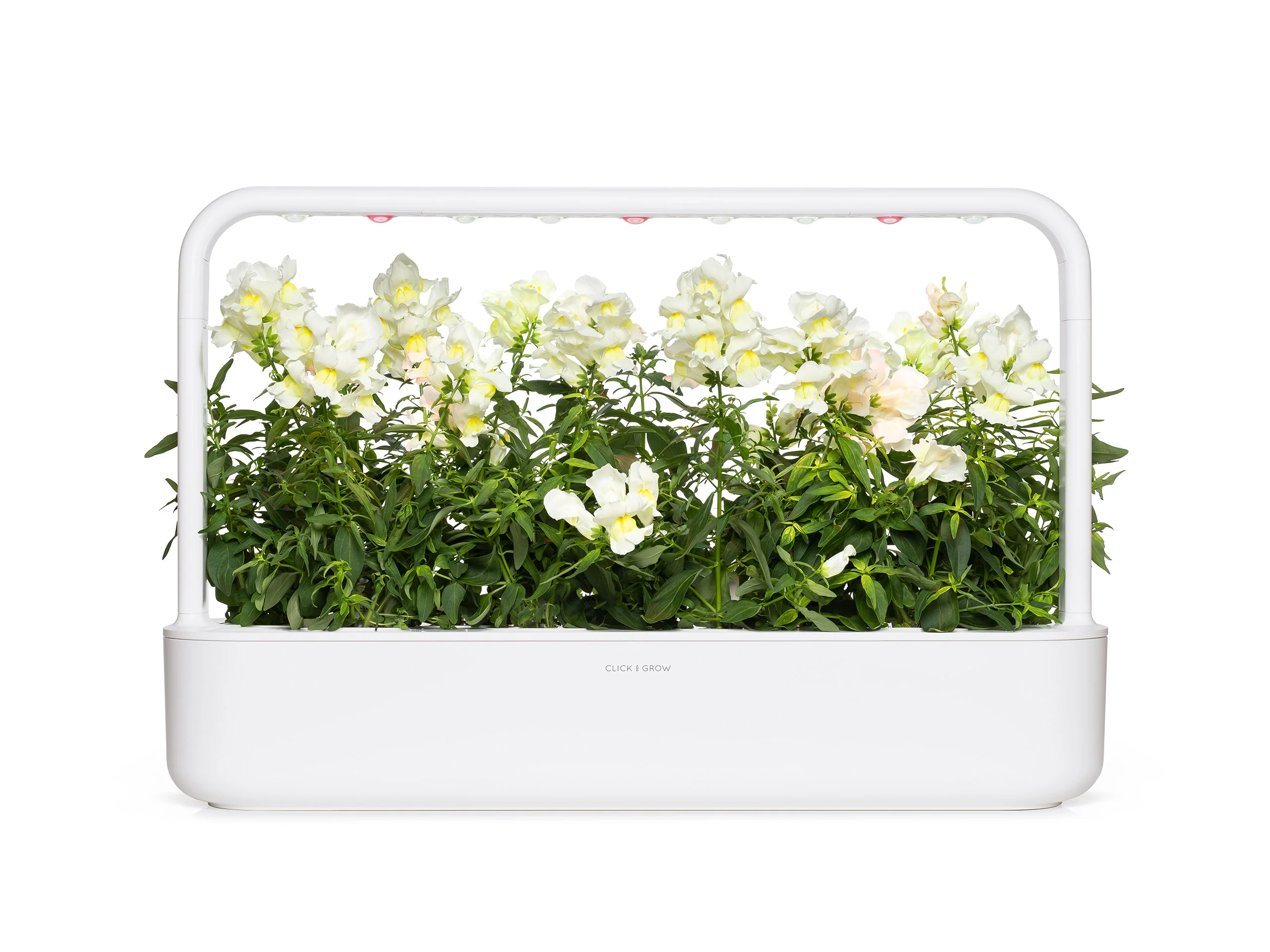 White Snapdragon Plant Pods 3-pack - Image 5