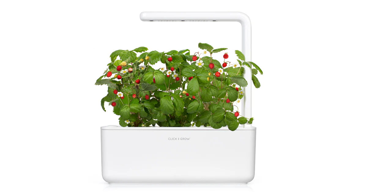 Wild Strawberry Plant Pods 3-pack - Image 3