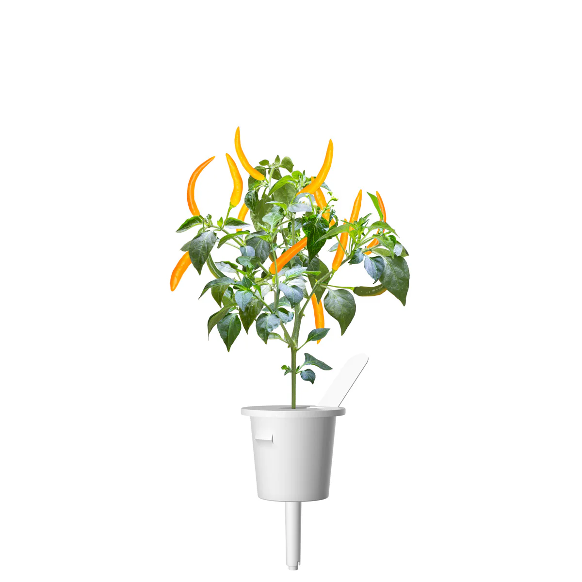 Yellow Chili Pepper Plant Pods 3-pack - Image 3
