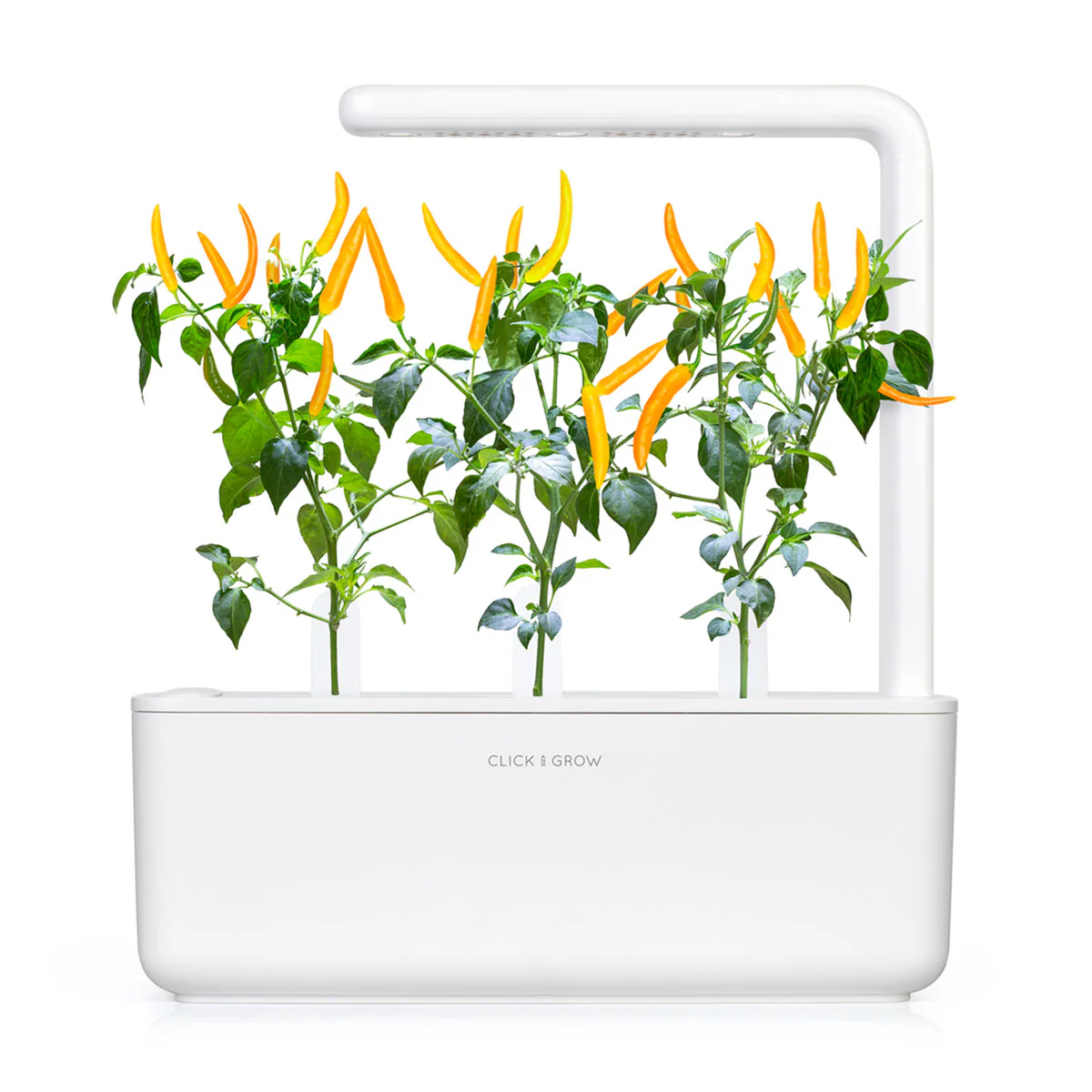 Yellow Chili Pepper Plant Pods 3-pack - Image 4