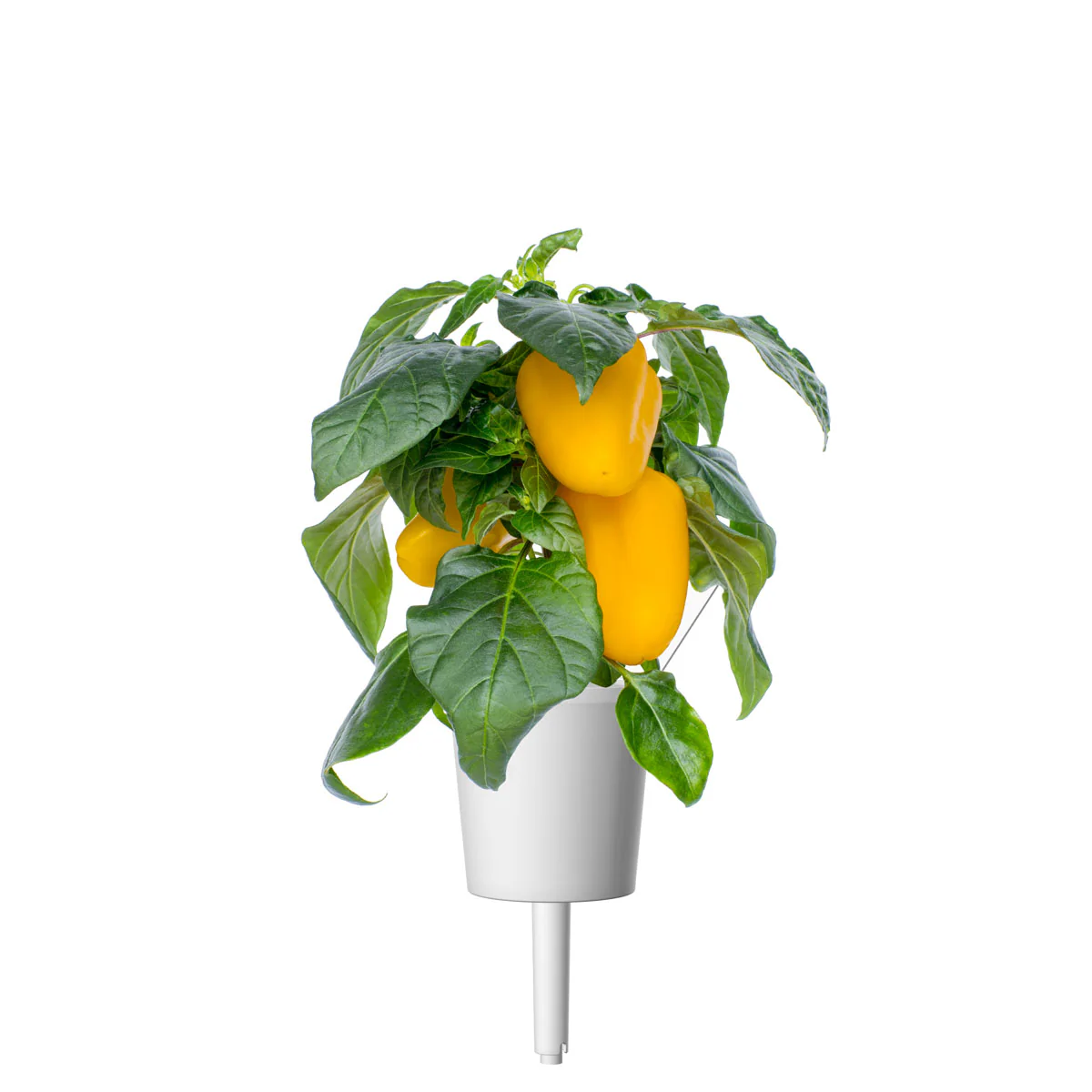 Yellow Sweet Pepper Plant Pods 3-pack - Image 3