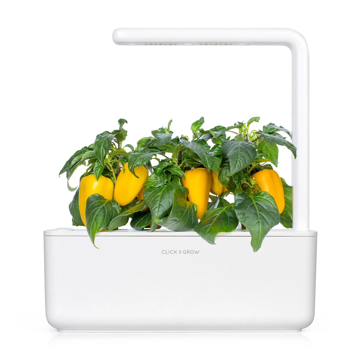 Yellow Sweet Pepper Plant Pods 3-pack - Image 4