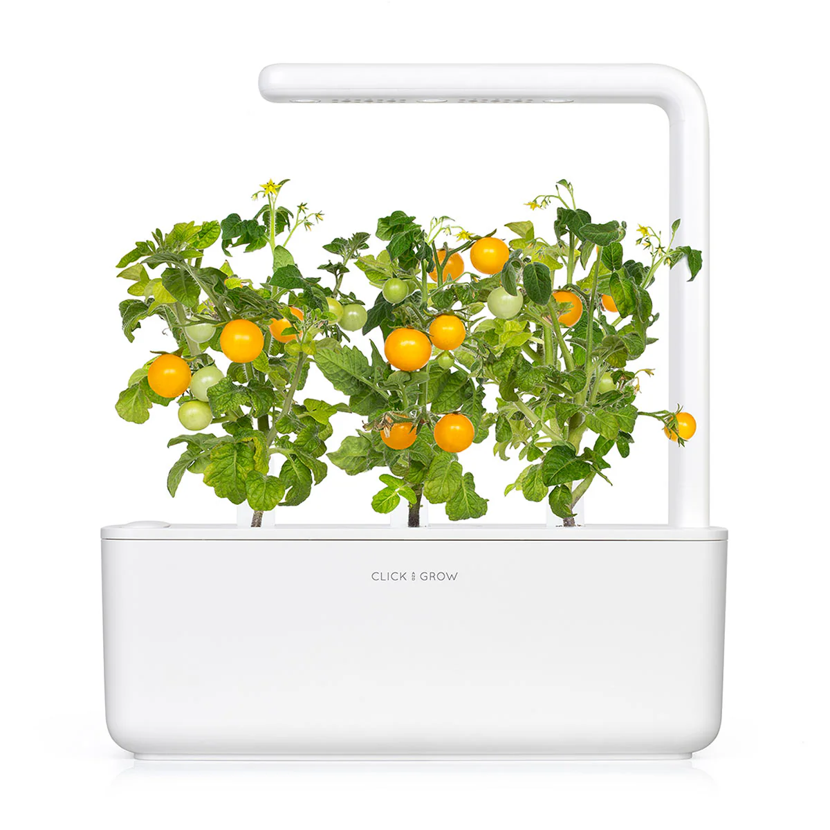 Yellow Mini Tomato Plant Pods 3-pack - Image 4