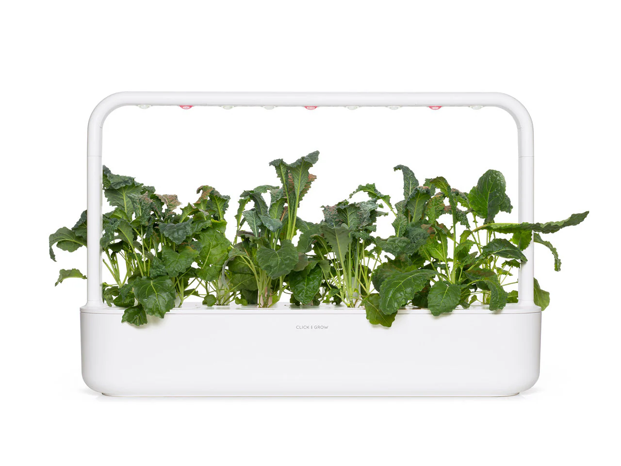 Italian Kale Plant Pods 9-pack - Image 3