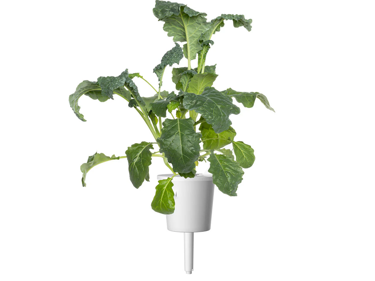 Italian Kale Plant Pods 9-pack - Image 4