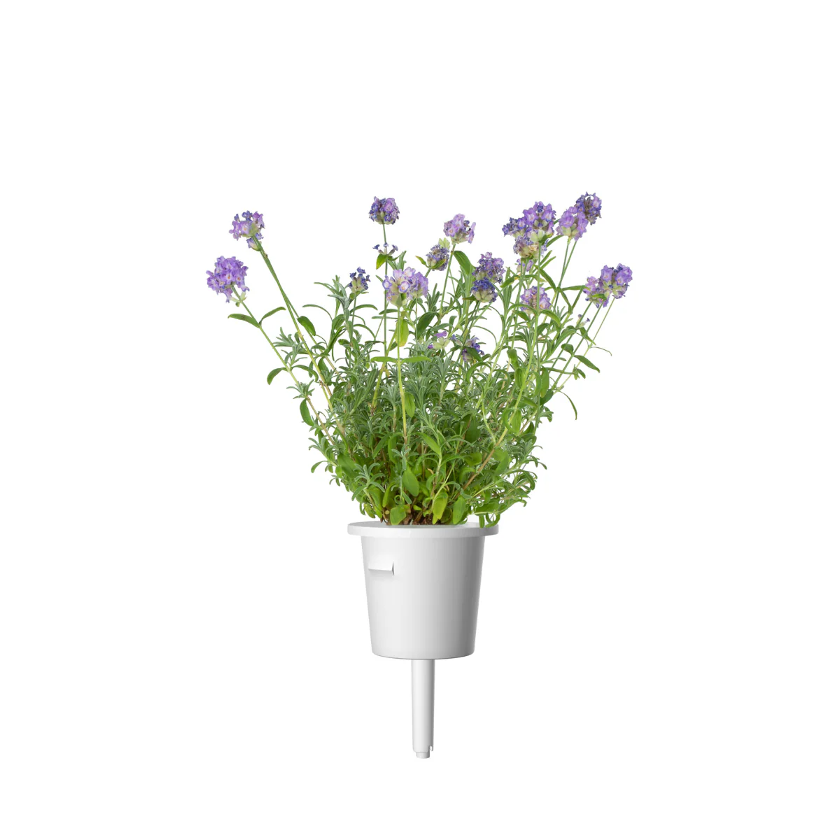 Lavender Plant Pods 9-pack - Image 3