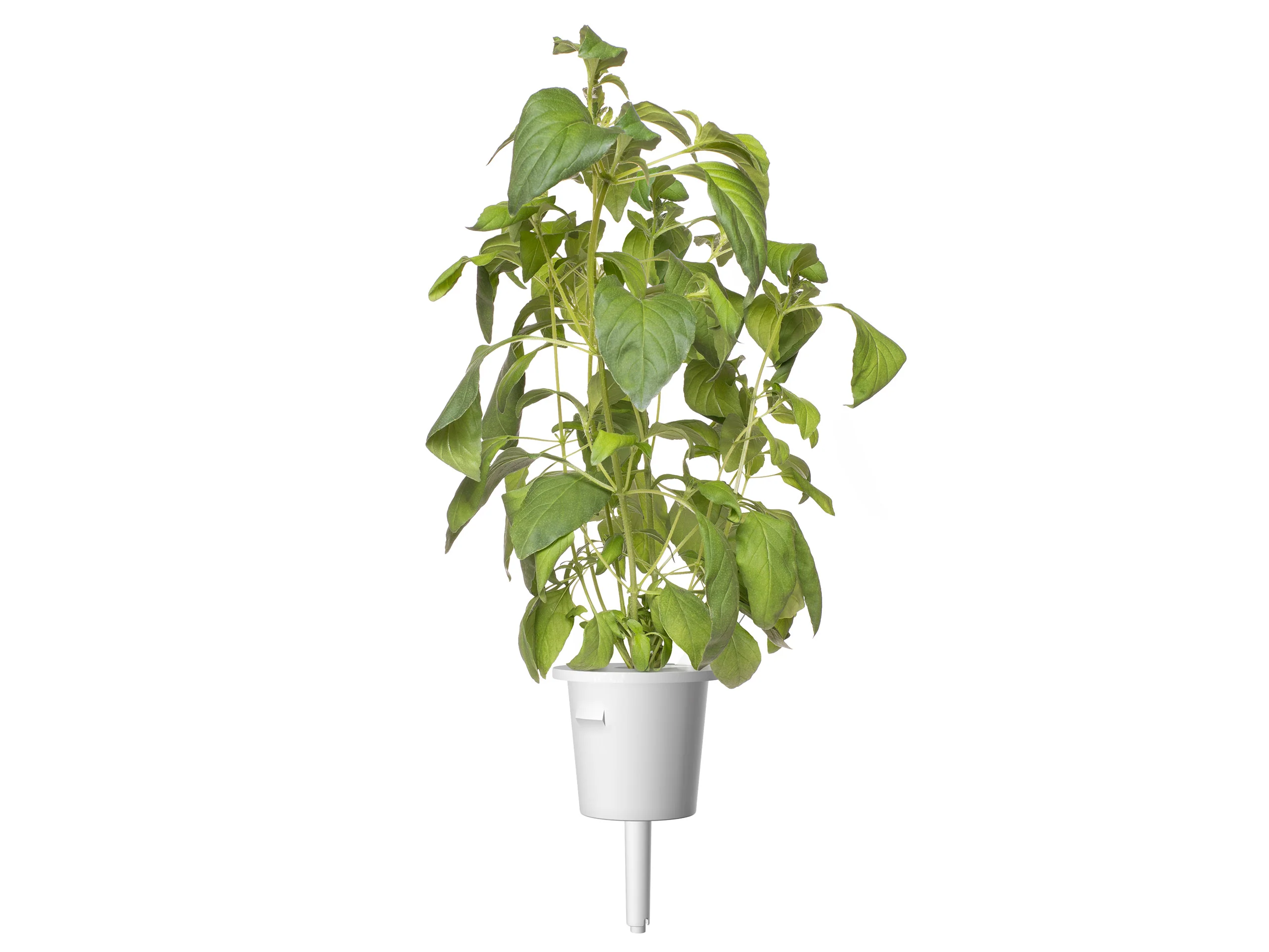 Lime Basil Plant Pods 3-pack - Image 2