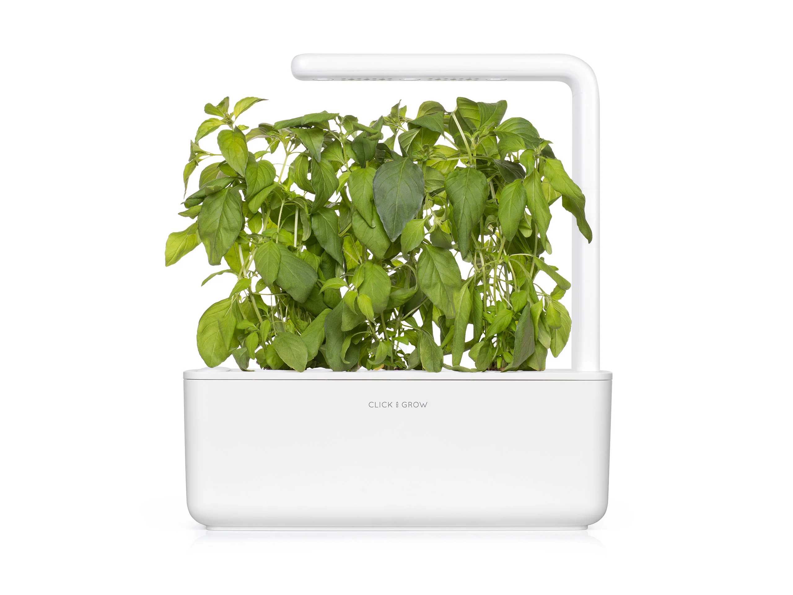 Lime Basil Plant Pods 3-pack - Image 3