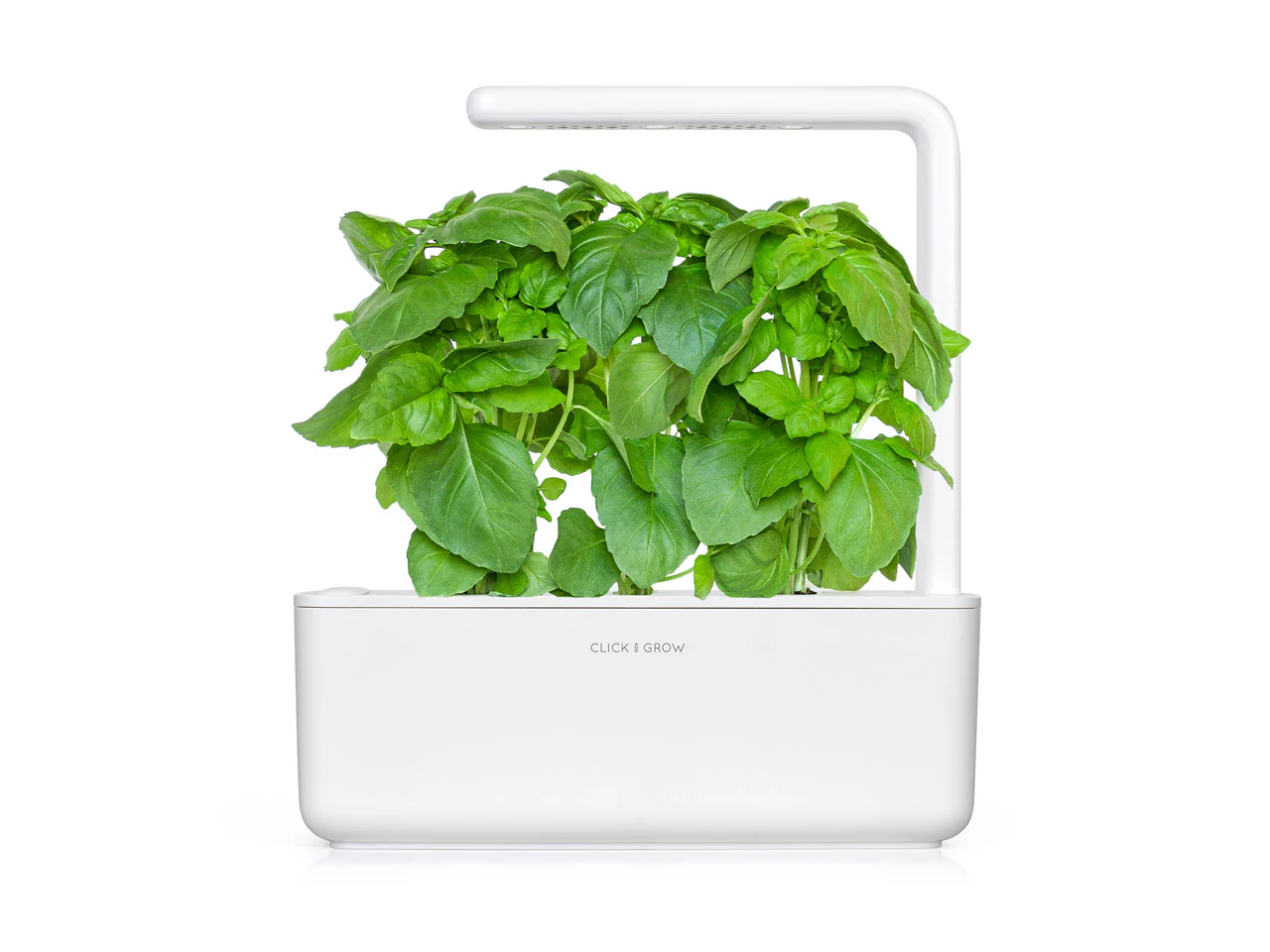 Marseille Basil Plant Pods 3-pack - Image 3