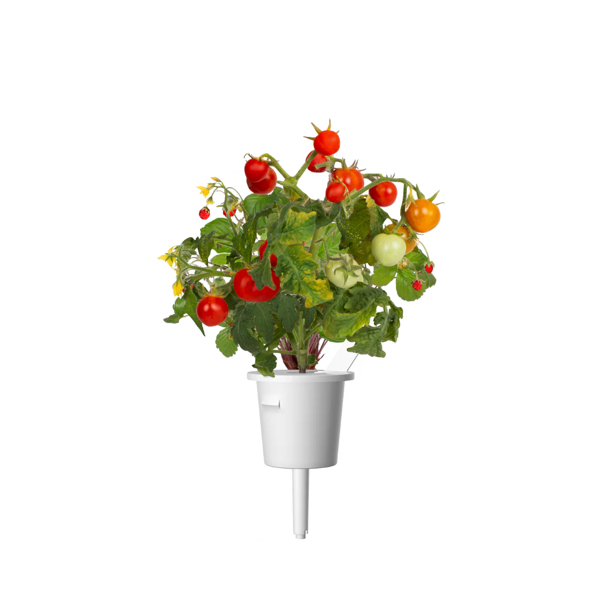 Mini Tomato Plant Pods 9-pack - Image 3
