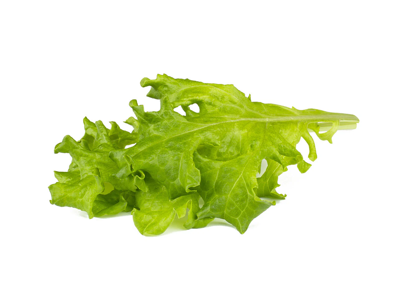 Oakleaf Lettuce Plant Pods 9-pack - Image 2