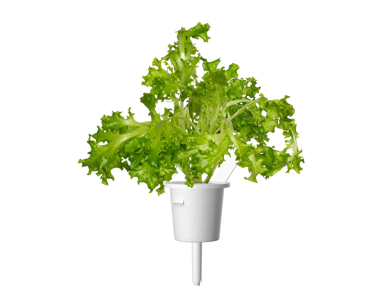 Oakleaf Lettuce Plant Pods 9-pack - Image 3