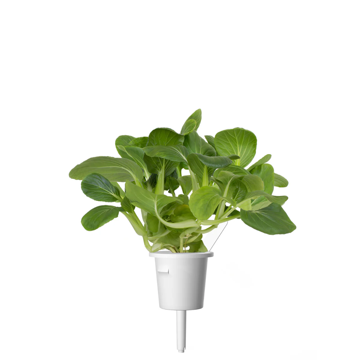Pak Choi Plant Pods 9-pack - Image 3