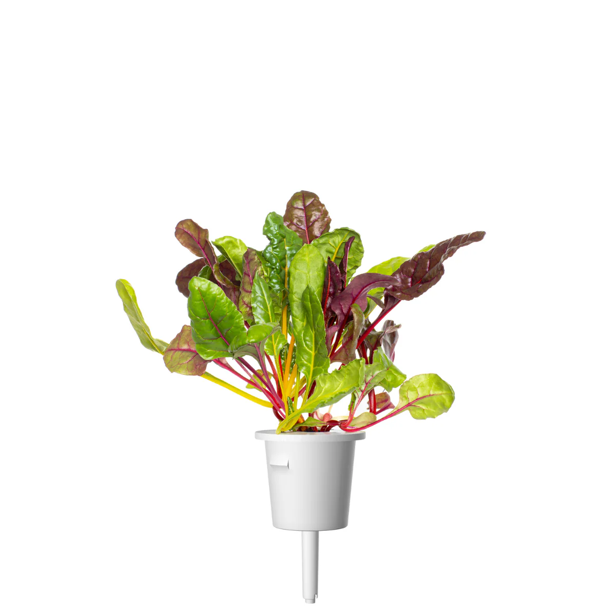 Rainbow Chard Plant Pods 9-pack - Image 3