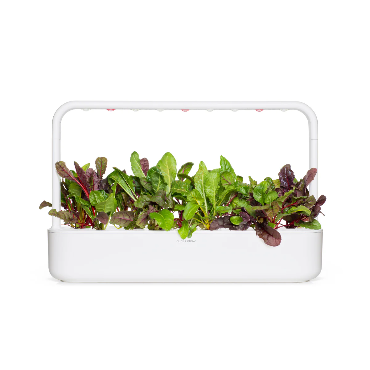 Rainbow Chard Plant Pods 9-pack - Image 4