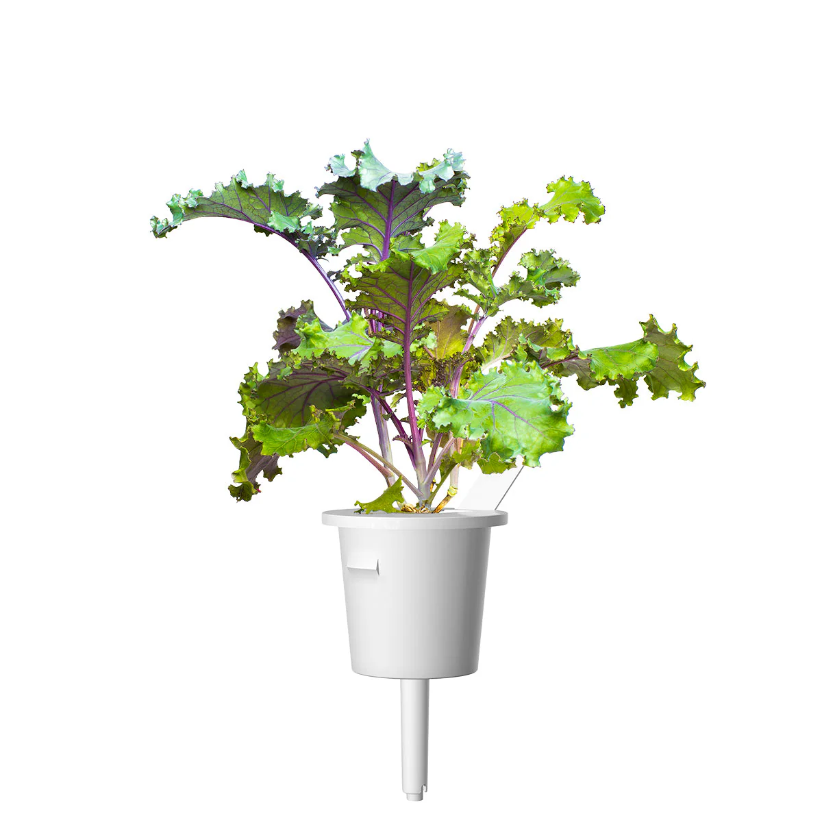 Red Kale Plant Pods 9-pack - Image 3