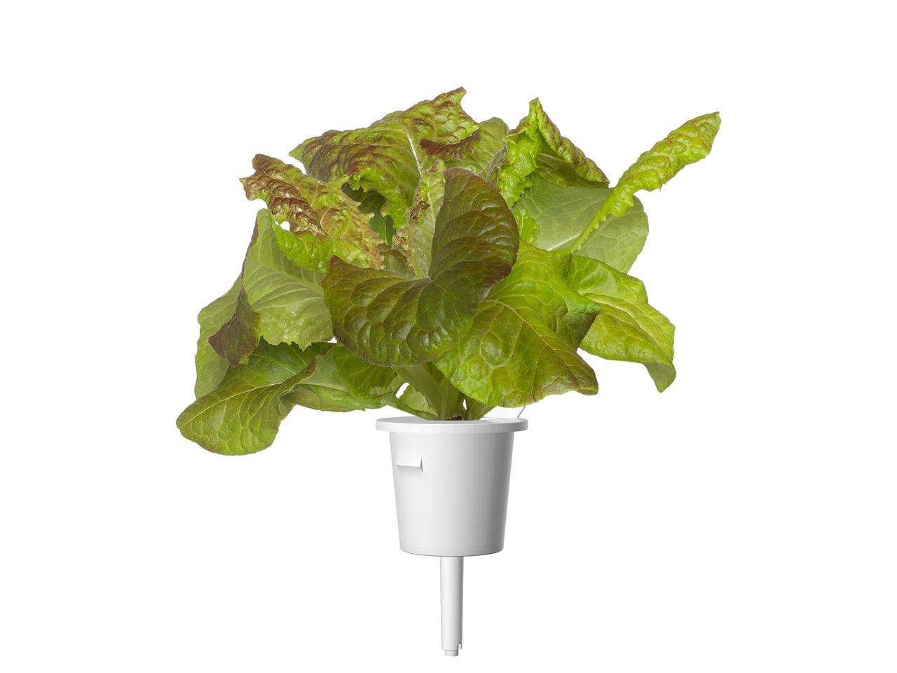 Red Lettuce Plant Pods 30-pack - Image 3