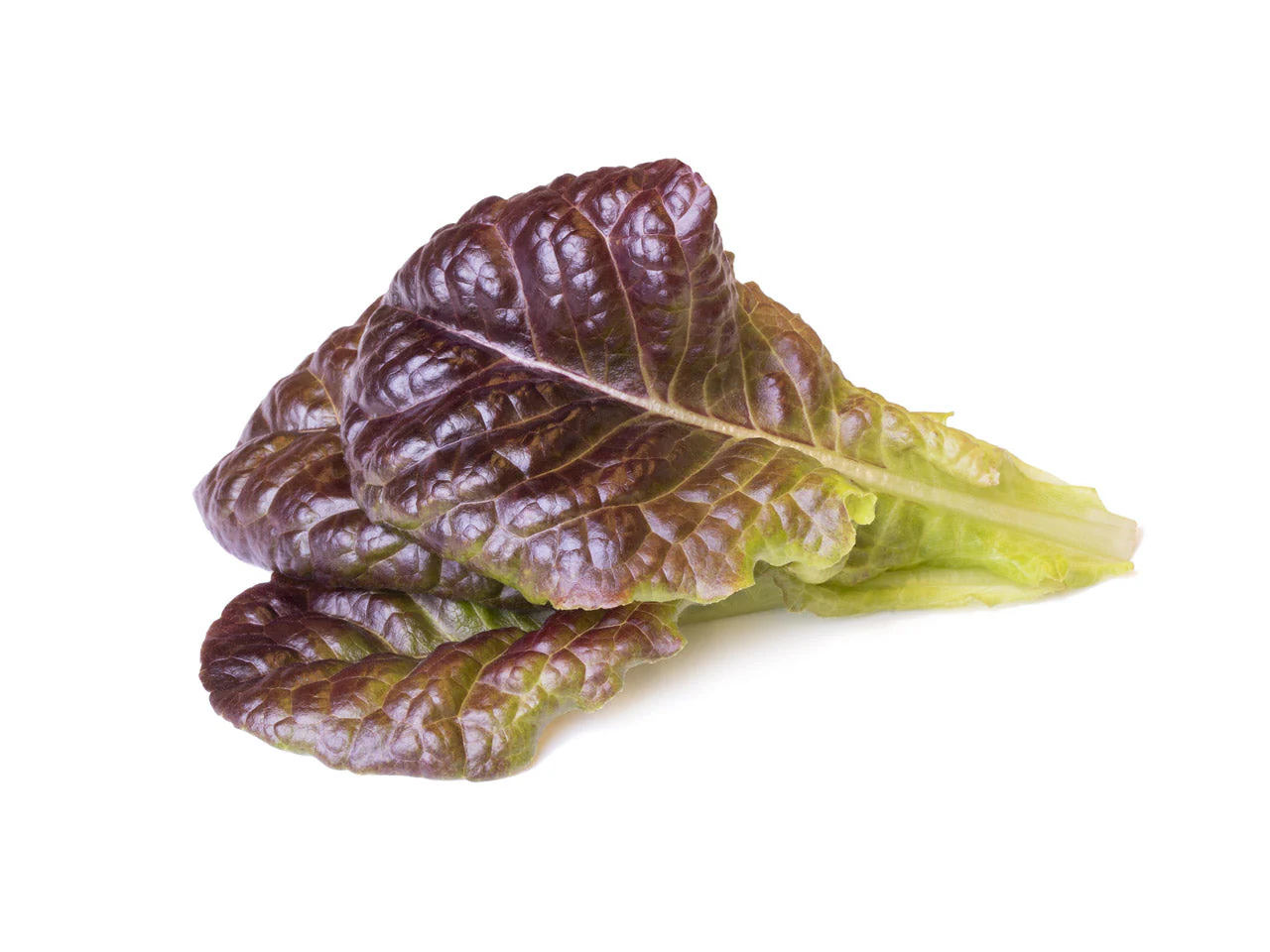 Red Lettuce Plant Pods 9-pack - Image 2