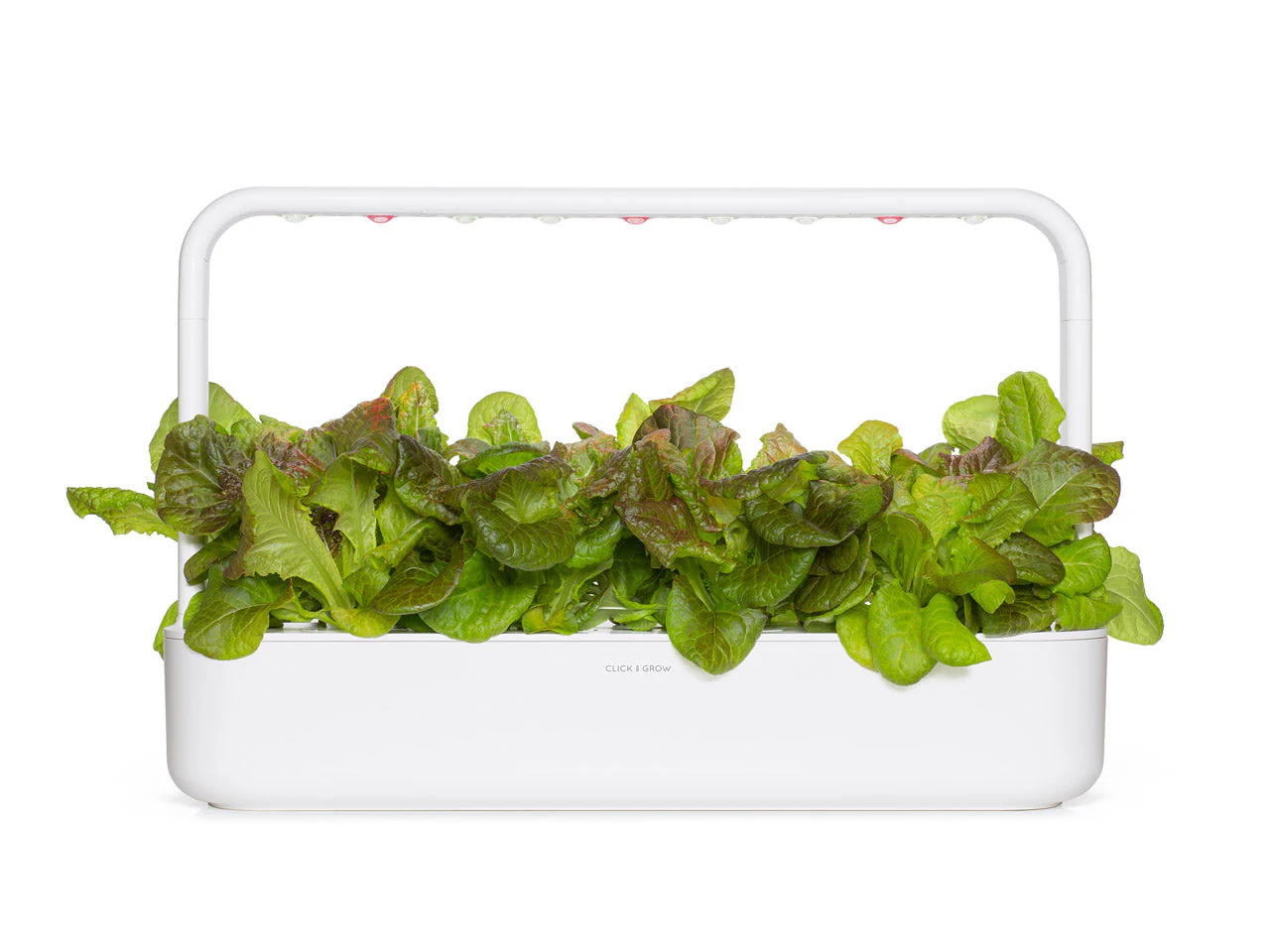 Red Lettuce Plant Pods 9-pack - Image 4