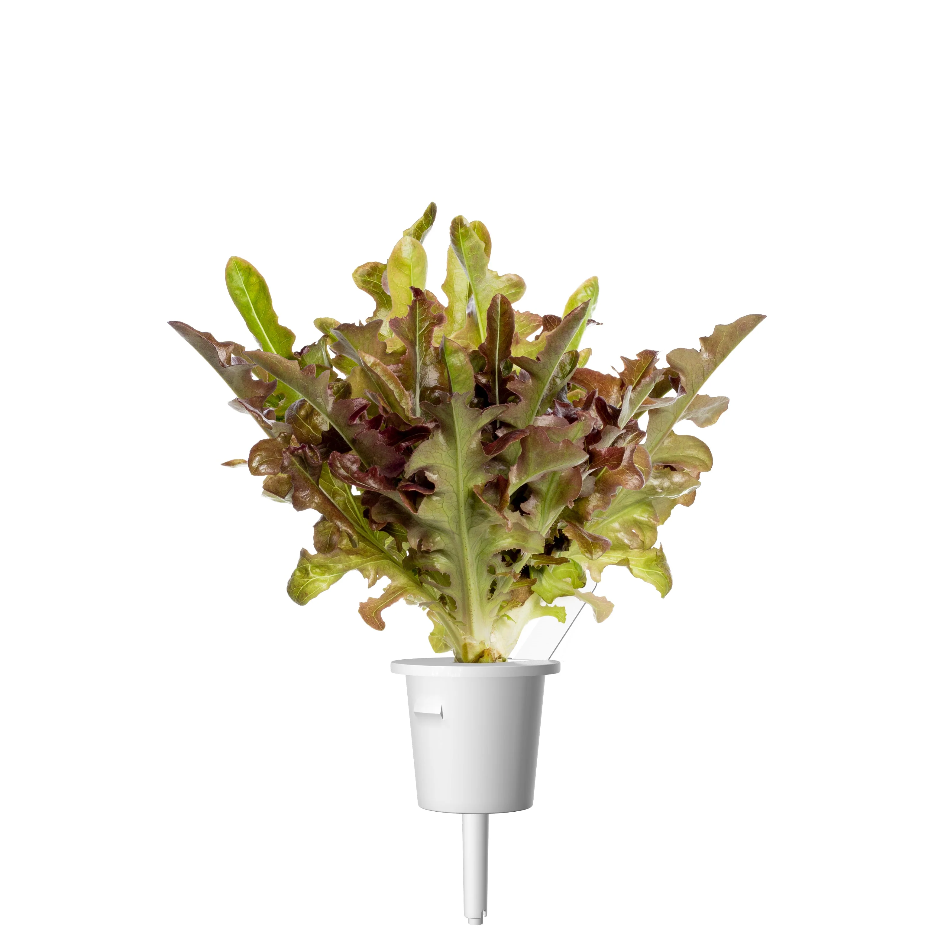 Red Oakleaf Lettuce Plant Pods 9-pack - Image 3